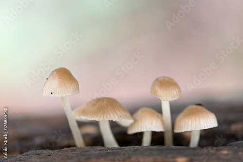Landscape with mushrooms