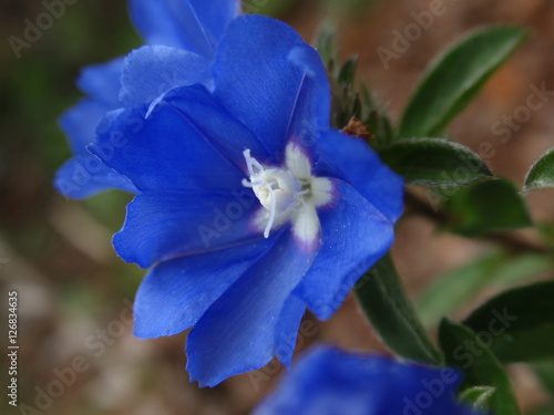 Purple flower close-up