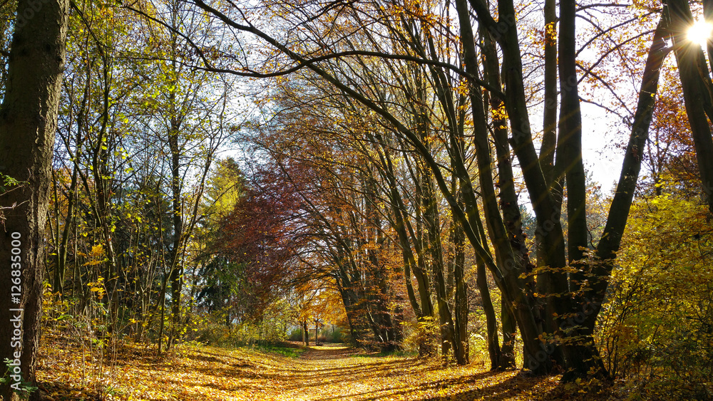 Fototapeta premium Herbstwald
