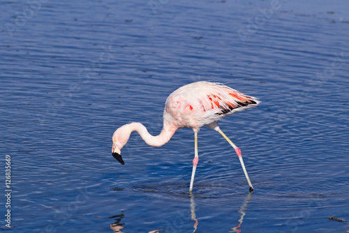 James' Flamingo (Phoenicoparrus jamesi)