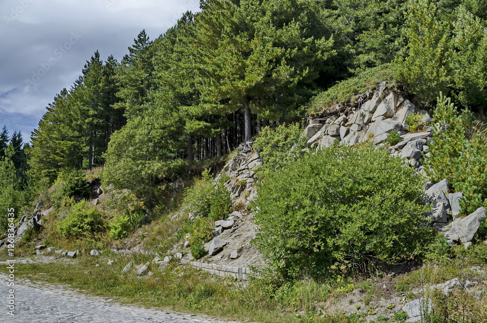Obraz premium Green forest on rocky hill and road near by hija or rest-house Aleko in Vitosha mountain, Bulgaria 
