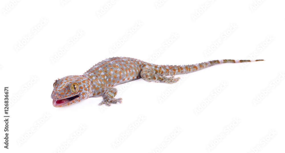 Naklejka premium gecko on white background.