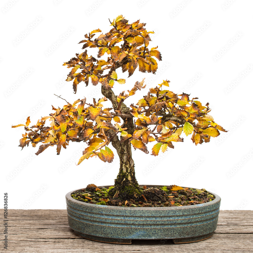 Ulme (Zelkova nire) als Bonsai Baum mit Herbstlaub Stock Photo | Adobe Stock