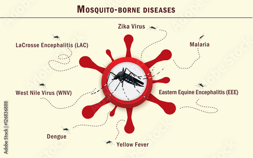 Mosquito carrying deseases infographics