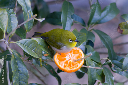 Wallpaper Mural メジロ Torontodigital.ca