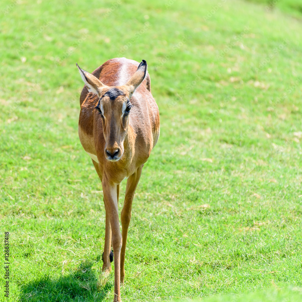 African Impala (Aepyceros Melampus) Antelope African Impala (Aepyceros Melampus) Antelope