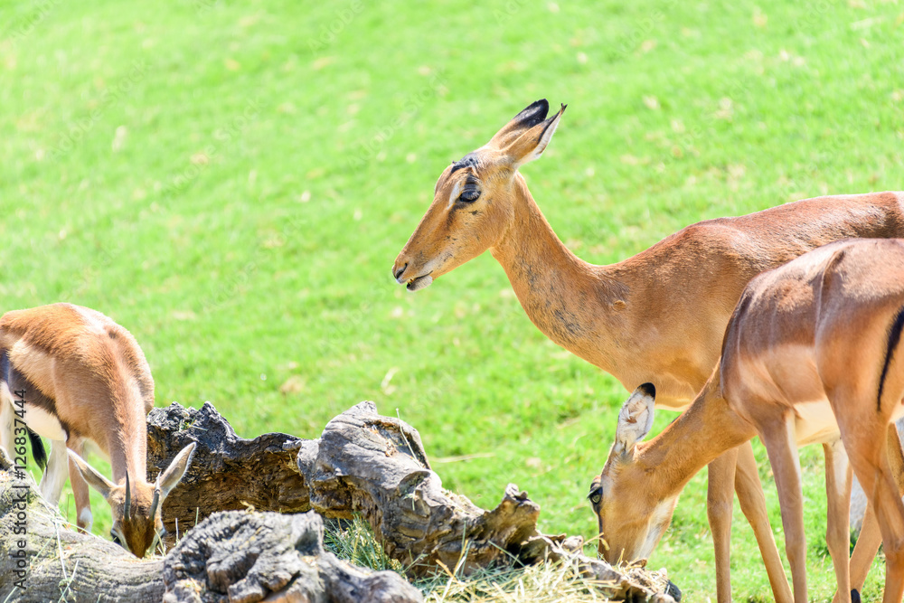 Fototapeta premium African Impala (Aepyceros Melampus) Antelope