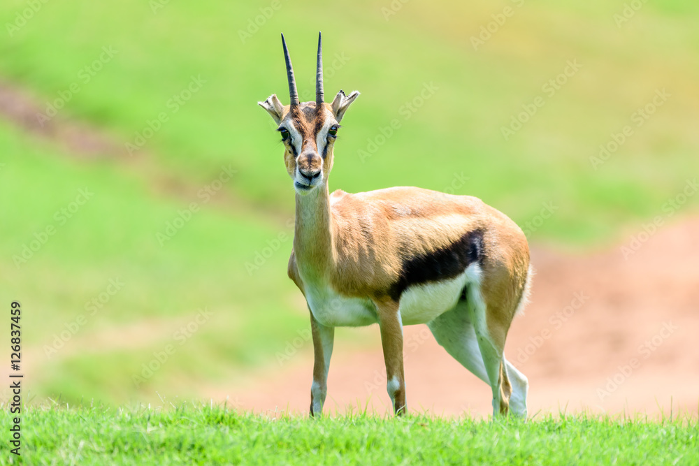 African Thomson's Gazelle (Eudorcas Thomsonii) African Thomson's Gazelle (Eudorcas Thomsonii)