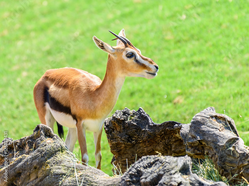 African Thomson's Gazelle (Eudorcas Thomsonii) photo