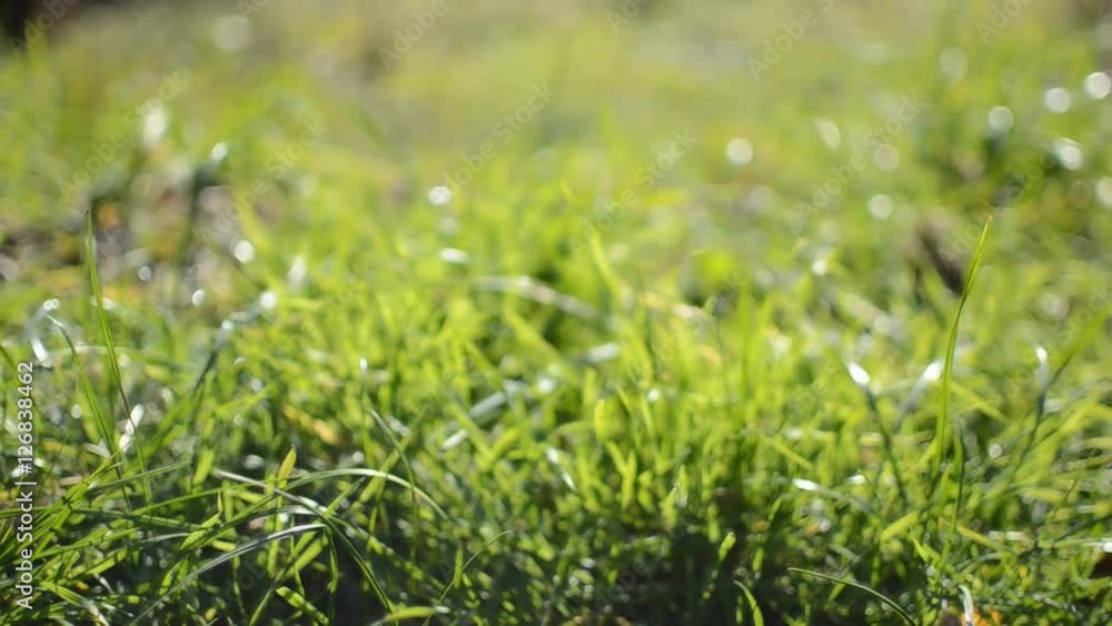 Green juicy grass closeup Green juicy grass closeup