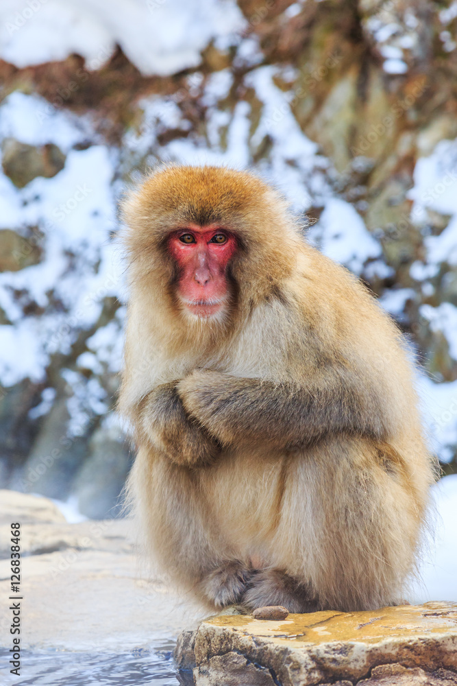Yudanaka. Nagano Japan. Snow monkey. Yudanaka. Nagano Japan. Snow monkey.