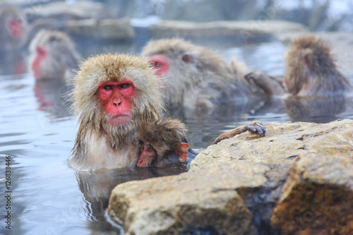 Yudanaka. Nagano Japan. Snow monkeys. © SCStock
