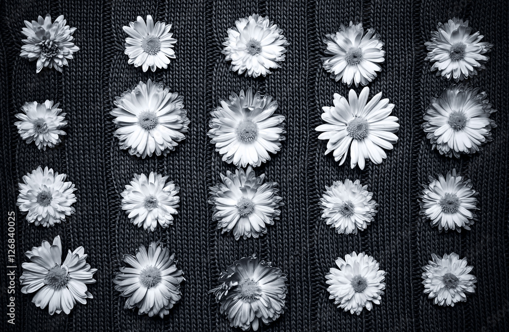 monochrome background and flowers on it, wallpaper nature, abstraction monochrome background and flowers on it, wallpaper nature, abstraction