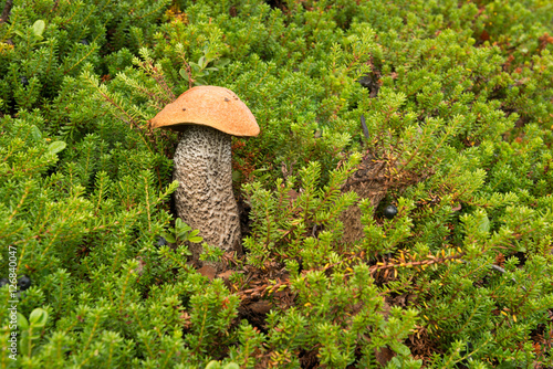 Orange Birch Bolete in the Forest photo