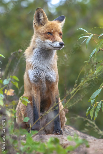 beautiful furry cute fox © serhio777