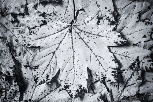 monochrome Background of maple leaves  Autumn abstraction  wallpaper