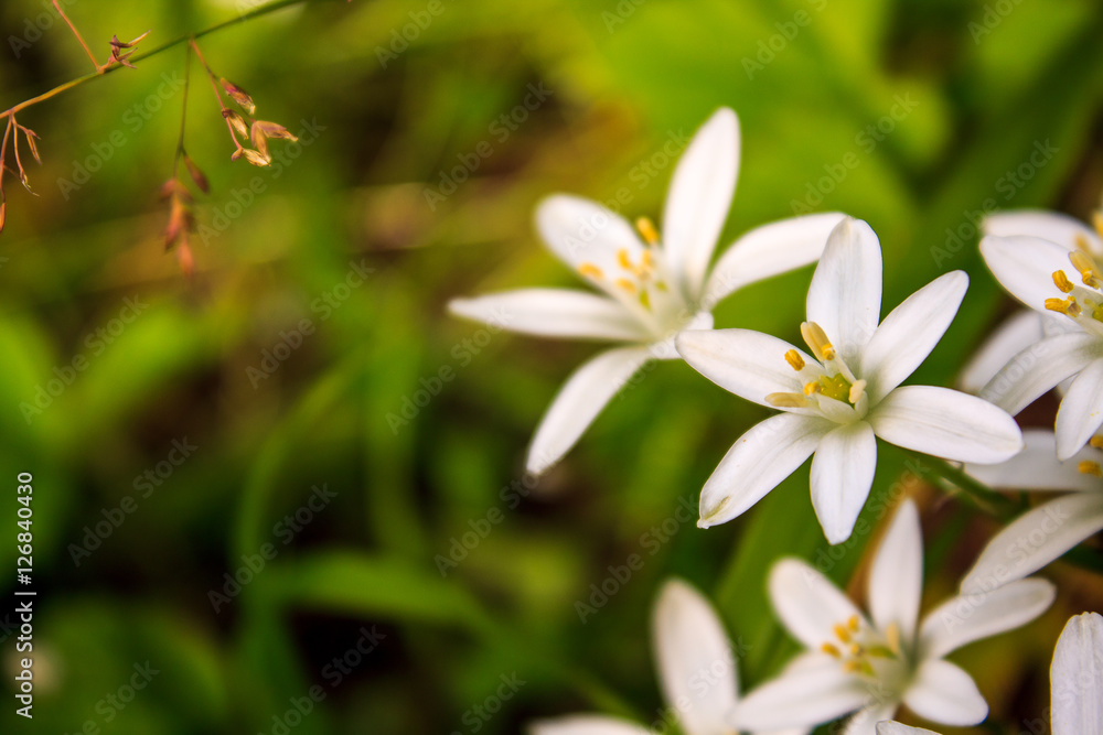 Fototapeta premium Weiße Blume