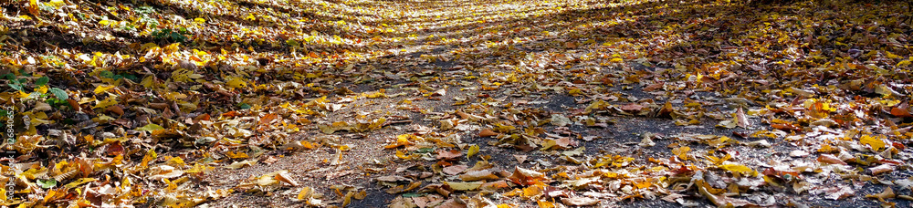 Herbstwald Herbstwald