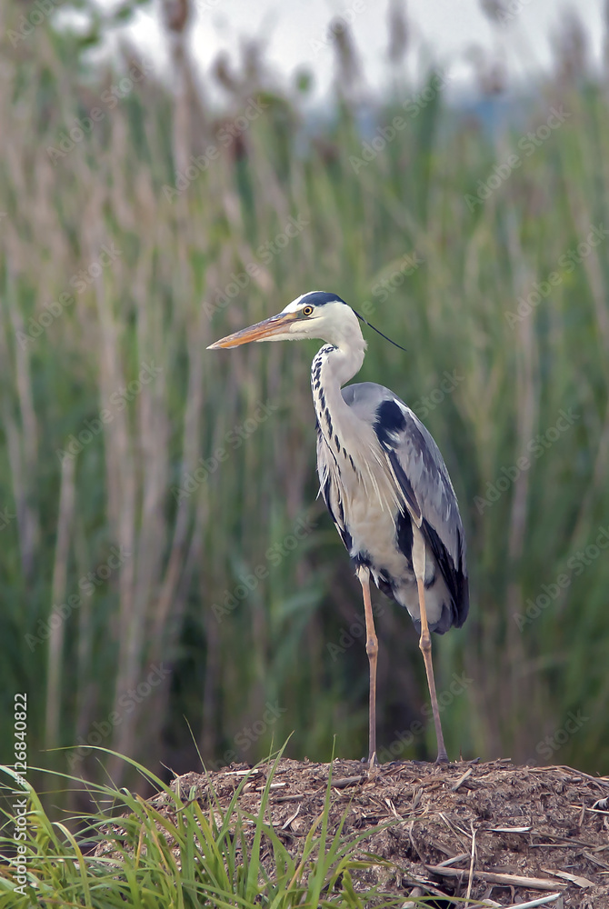 Fototapeta premium Heron on a marshy pond
