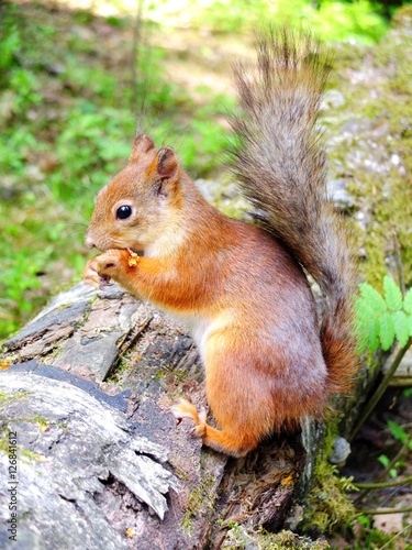 Cute squirrel eating in a forest © tatulaju