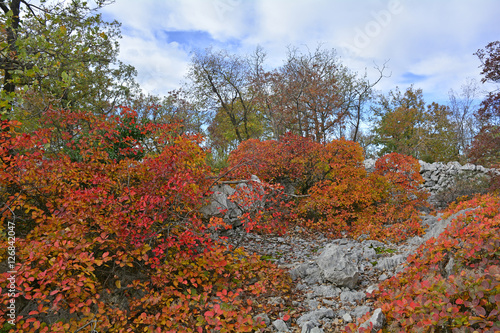 Autumn colours on display in the Carso karst limestone area of Friuli, near Aurisina in north east Italy.
 photo