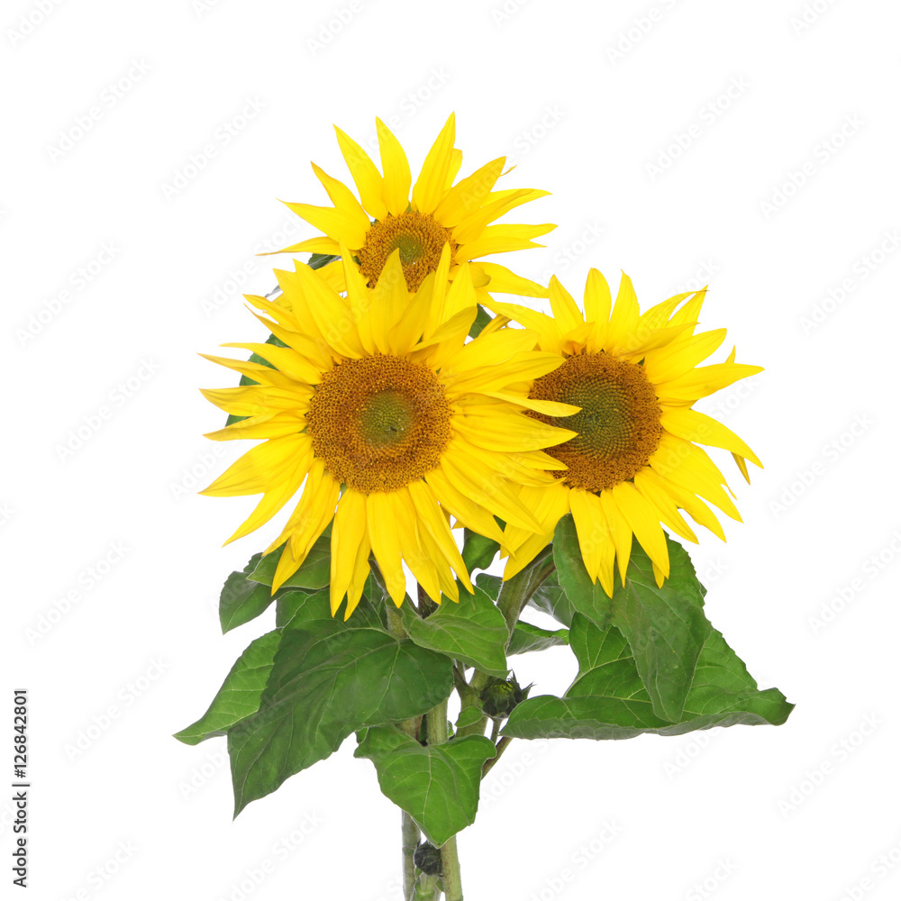 Fototapeta premium Tournesol