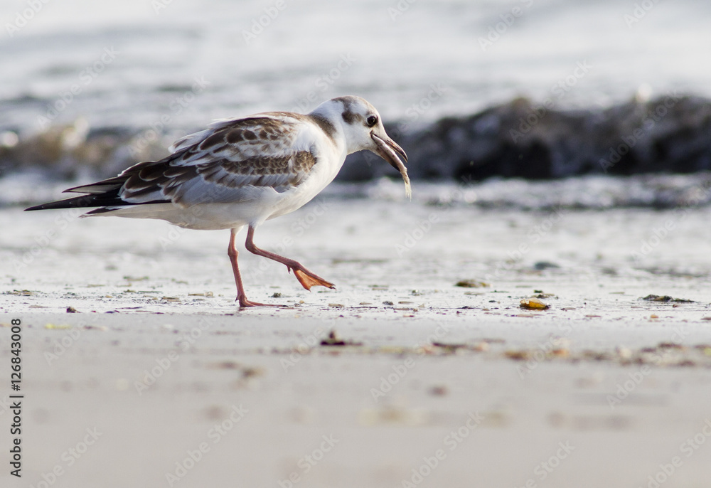 Obraz premium Möwe - Larus michahellis