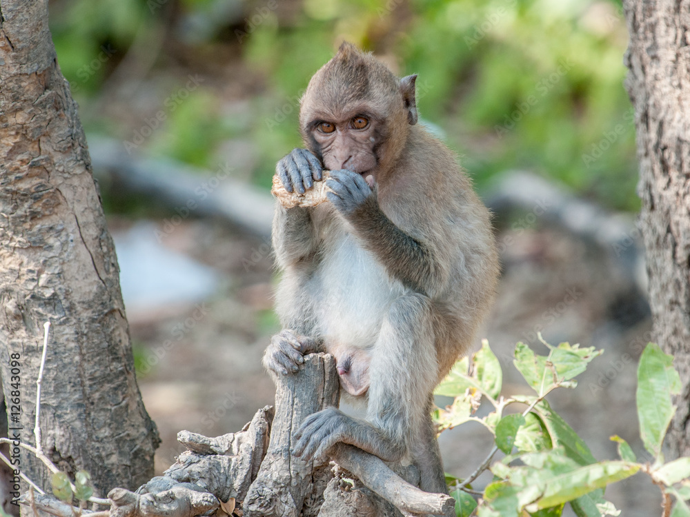 Macaque monkey chewing in the jungle of Sam Roi Yot National Park south of Hua Hin in Thailand