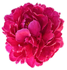 Papier peint photo Pivoines Bouton de pivoine rouge écarlate  © IgorYegorov