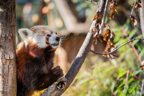 Fototapeta Naklejka Na Ścianę i Meble -  Red Panda looking up in the zoo