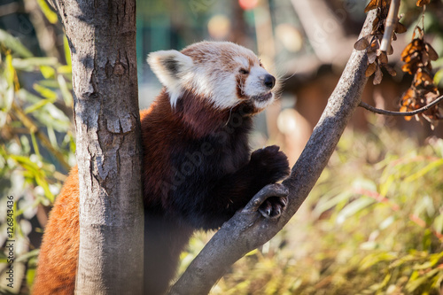 Fototapeta Naklejka Na Ścianę i Meble -  Red Panda in the zoo