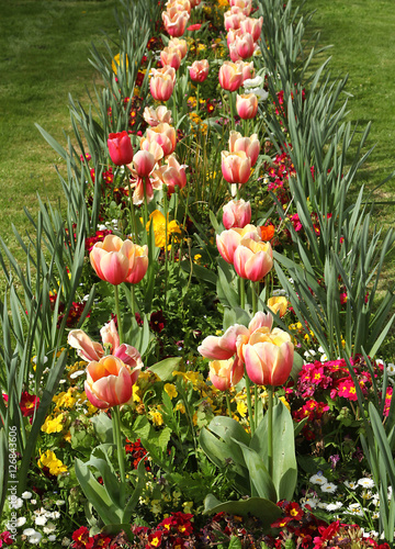 Billede på lærred Massif de tulipes