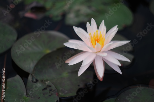 Lotus flower and lotus leaves