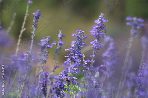 Beautiful background. purple lavender flower