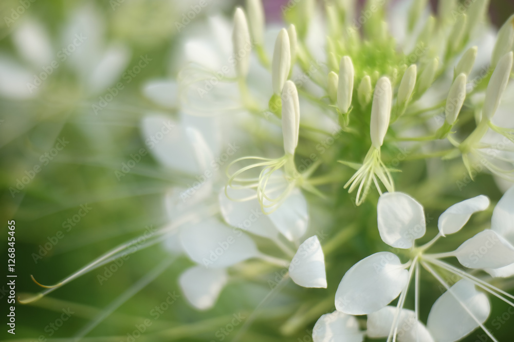 Beautiful background. white flower Beautiful background. white flower