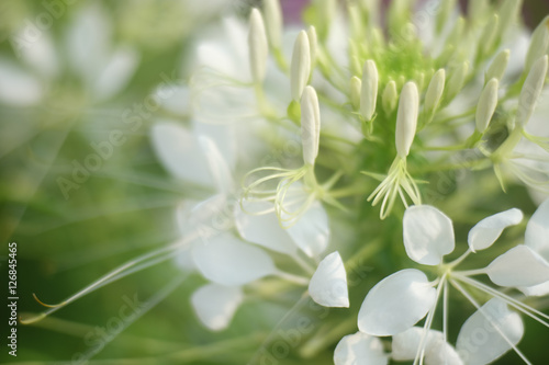 Fototapeta Naklejka Na Ścianę i Meble -  Beautiful background. white flower