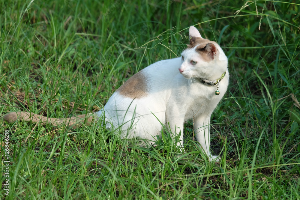 Cat in park. Cat sitting on the grass