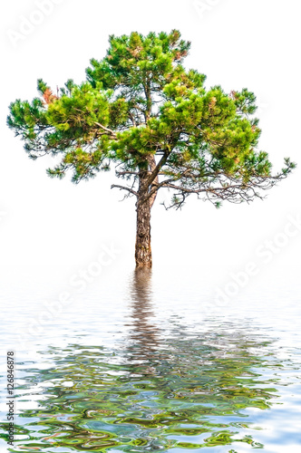 Pine tree over water background