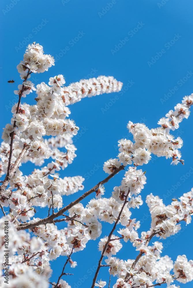 White cherry blossoms White cherry blossoms
