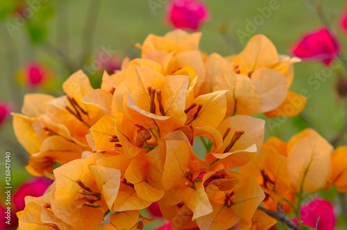 Yellow Bougaville flowers
