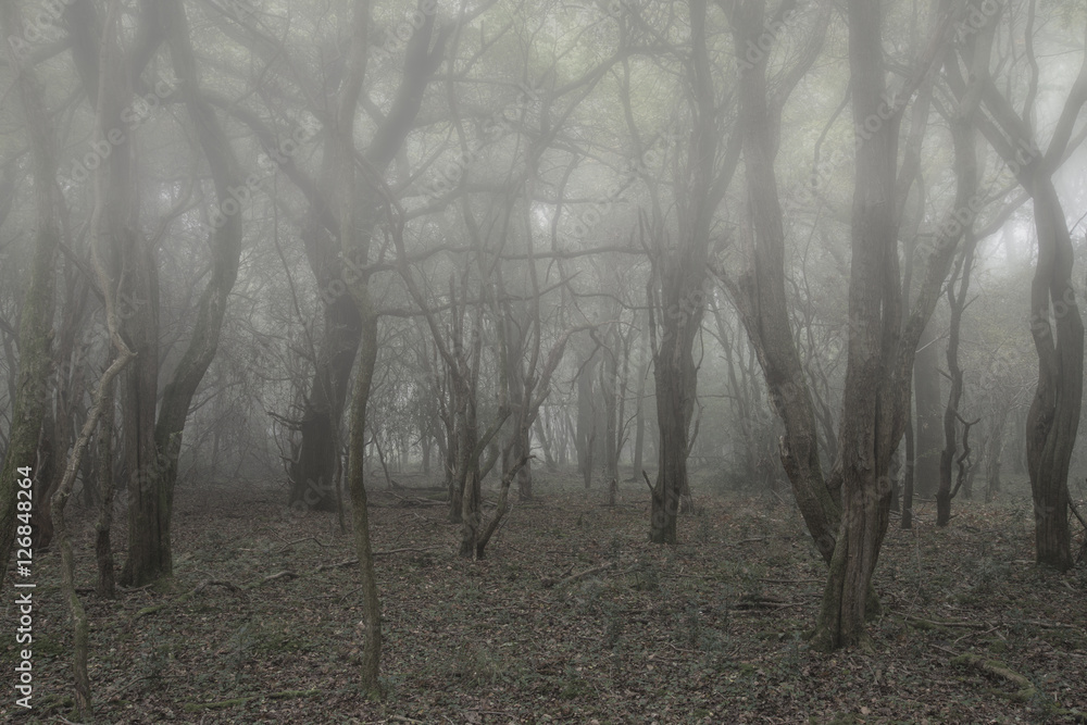 Obraz premium Spooky scary Halloween dead forest landscape with foggy backgrou