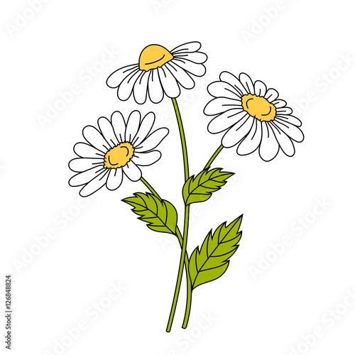 Fototapeta Naklejka Na Ścianę i Meble -  Beautiful daisies on white background.