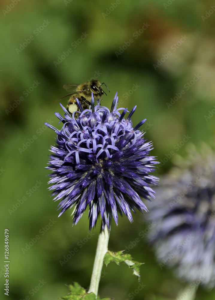 Biene sammelt Nektar auf blauer Distel-Blüte Biene sammelt Nektar auf blauer Distel-Blüte