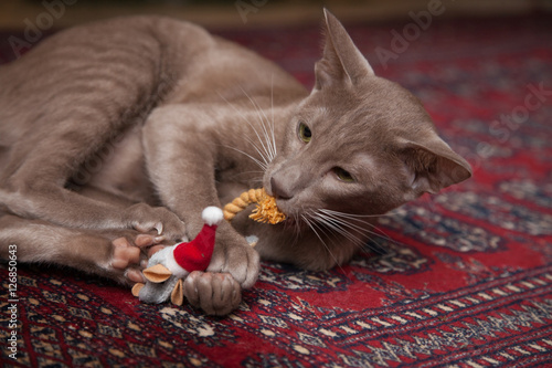 kitty play: Oriental Lilac cat with toy