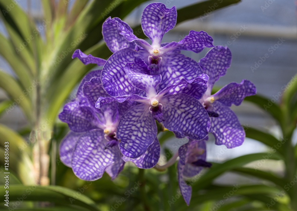 Orchidee im Orchideengarten. Orchidee im Orchideengarten.