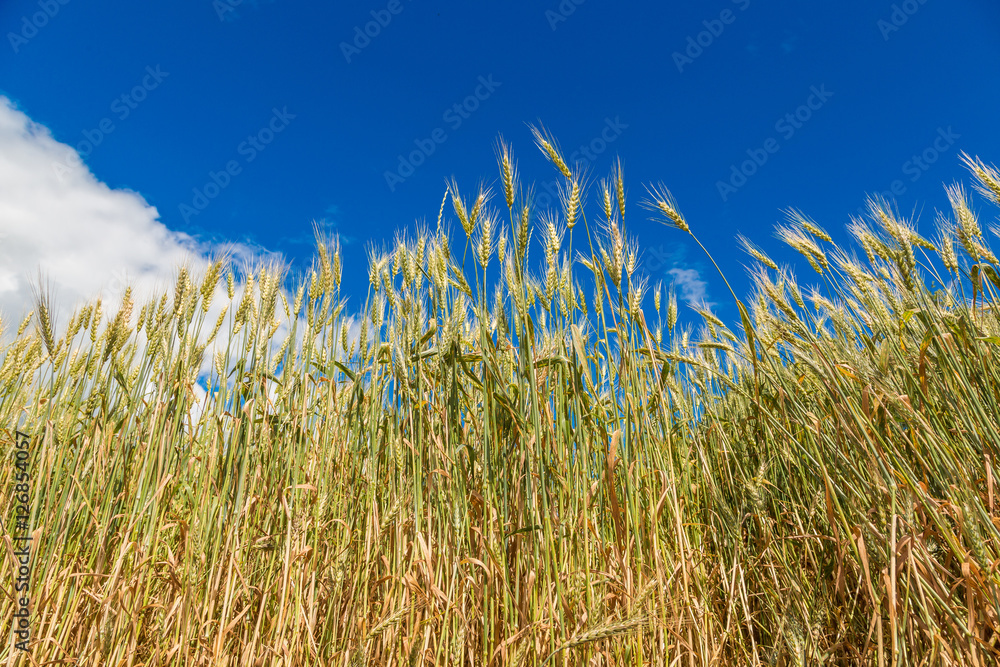 Obraz premium A wheat field, fresh crop of wheat