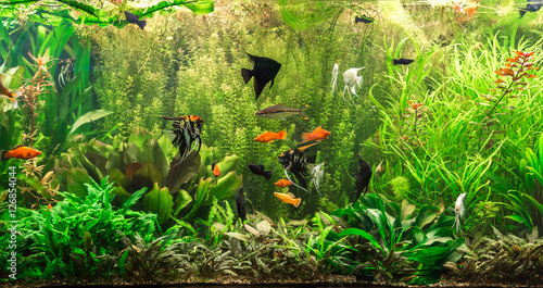 Ttropical freshwater aquarium with fishes photo