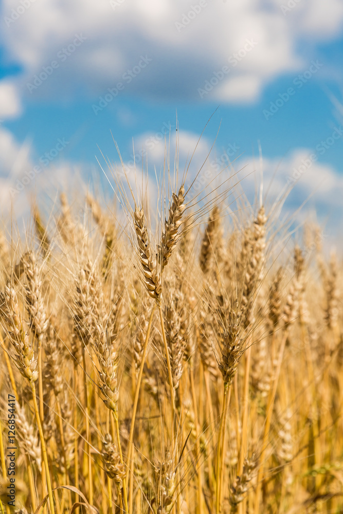 A wheat field, fresh crop of wheat A wheat field, fresh crop of wheat