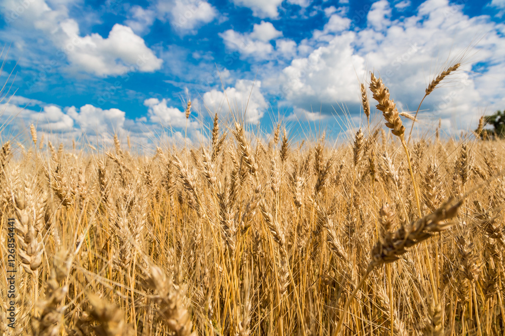 Fototapeta premium A wheat field, fresh crop of wheat