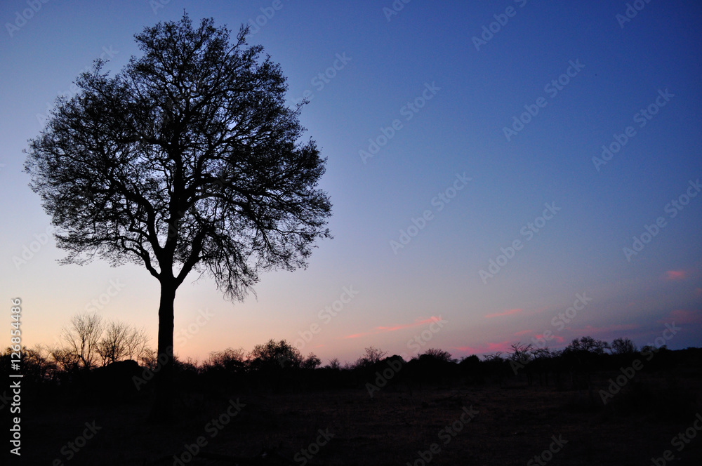 Sud Africa, 28/09/2009: un albero al tramonto nel Kruger National Park, la più grande riserva naturale del Sudafrica fondata nel 1898 e diventata il primo parco nazionale del Sud Africa nel 1926